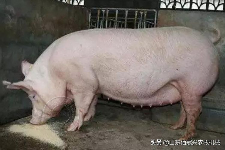 母猪怀孕吃食少常见的原因,怀孕母猪感冒不吃食怎么解决