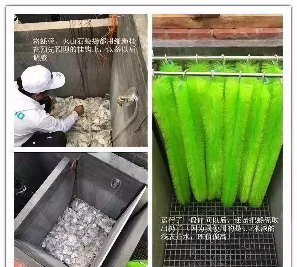 小院锦鲤鱼池建造全过程,自己建造庭院锦鲤鱼池