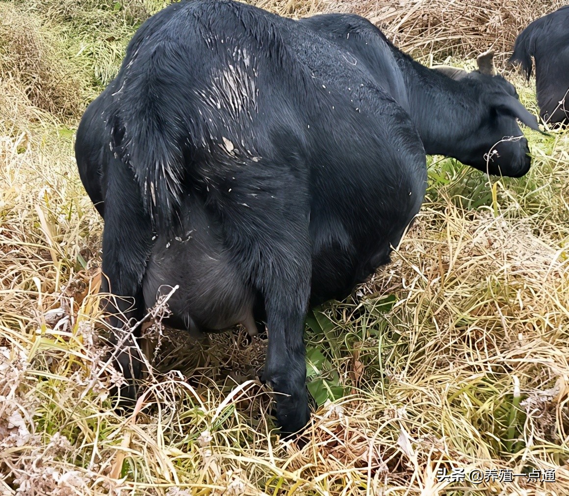90后养羊专业户,最赚钱的养羊模式