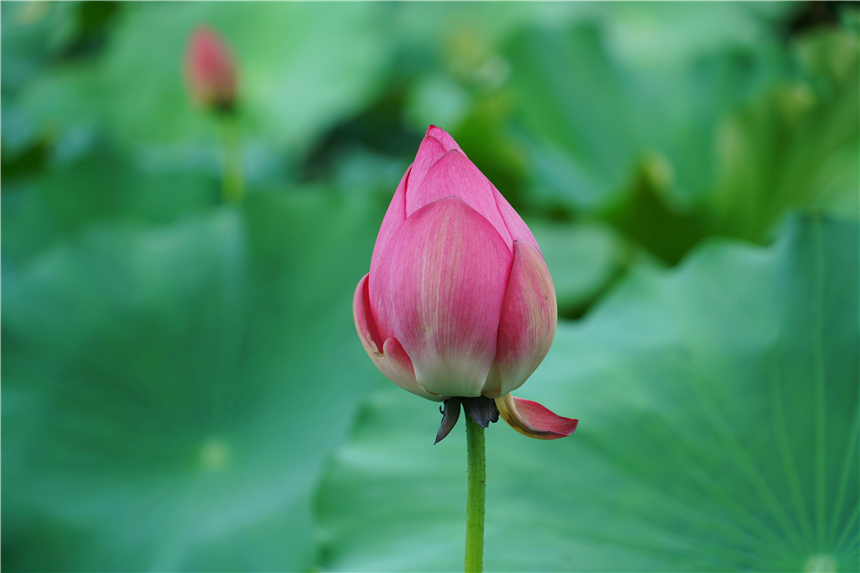 听评弹江南古镇的夜晚,苏州听评弹一日游