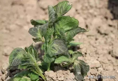 马铃薯种植是单独苗好还是多苗好,种植马铃薯需要打叉吗