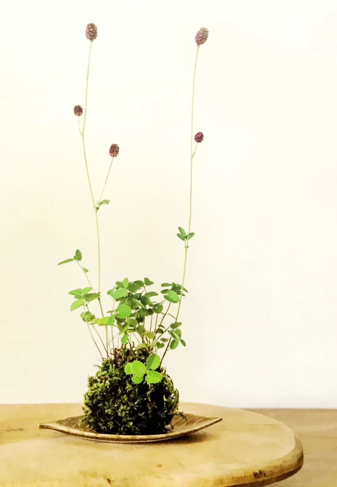 适合做苔玉的苔藓有哪些,适合做苔玉的苔藓