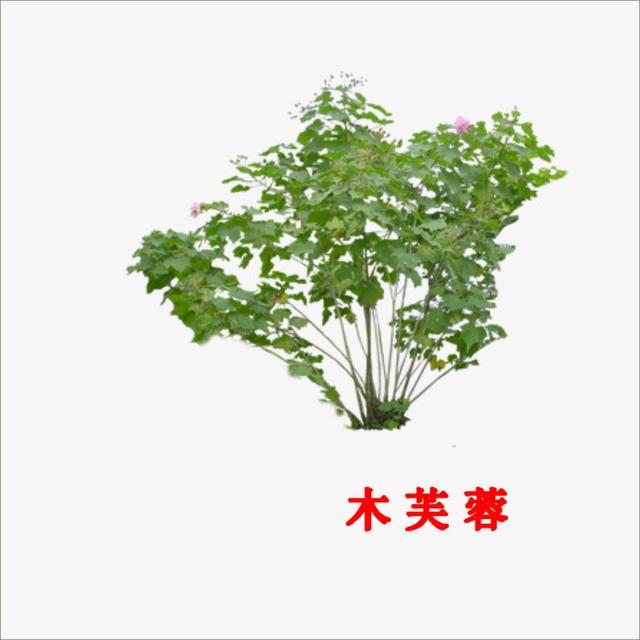 咏荷花古诗朗诵,古诗《荷花》诗句