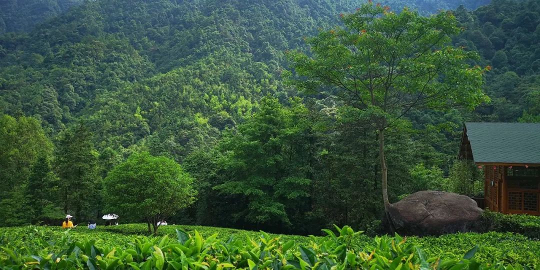 贺州姑婆山景区国家森林公园,贺州姑婆山森林公园路线