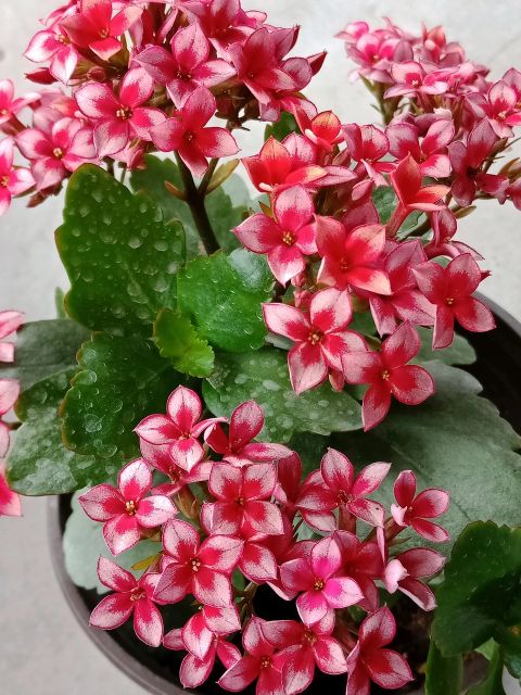 长寿花打花苞了，如何施磷酸二氢钾，可让花苞更多，开花更艳？