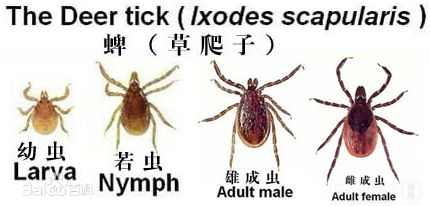 怎么预防蜱虫叮咬狗狗,避免蜱虫上狗狗身上喷什么药