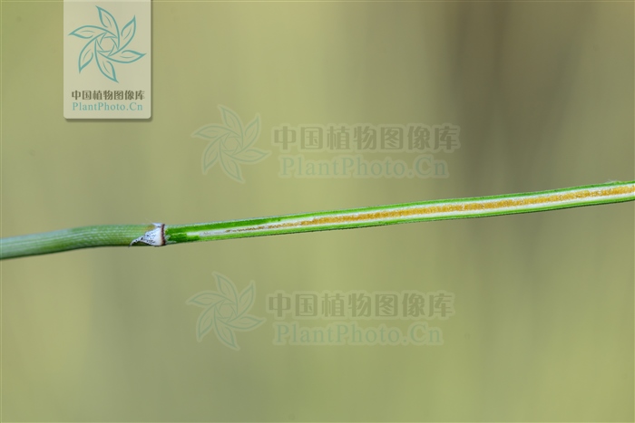 藁本神农本草经,神农本草经葛根原文