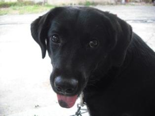 烟台昆嵛山和威海昆嵛山,烟台昆嵛山林场