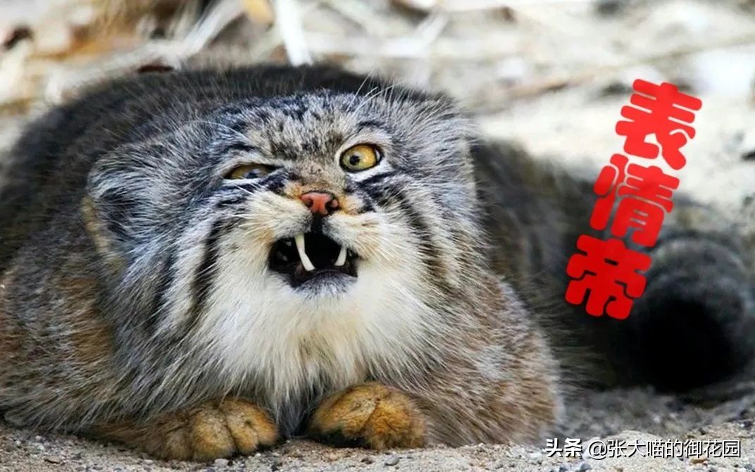 最危险的8种猫排名,世界上最历害的猫有哪些