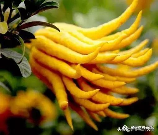 帮助睡眠的花水养,睡眠不理想试试养这4种花