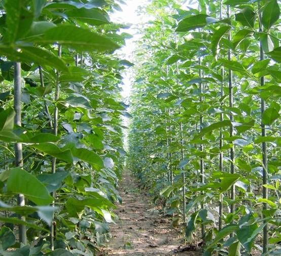 白蜡种植技术要点是什么,白蜡树种植前景如何