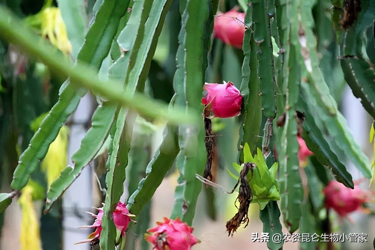 火龙果腐烂病的治疗方法,火龙果根腐病如何治疗
