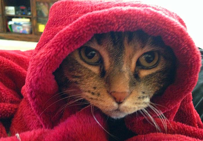 猫咪为什么变得异常警惕,猫哮喘和猫咳嗽怎么区分