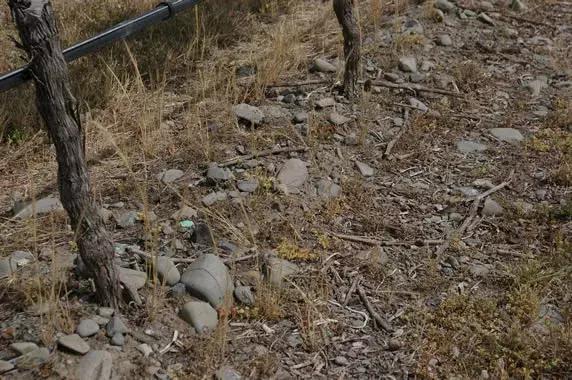 鏂拌タ鍏板悕搴勮憽钀勯厭,鏂拌タ鍏拌啘鎷滅骇鍚嶅簞