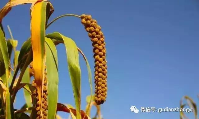 小米是养胃的好杂粮,小米五谷杂粮