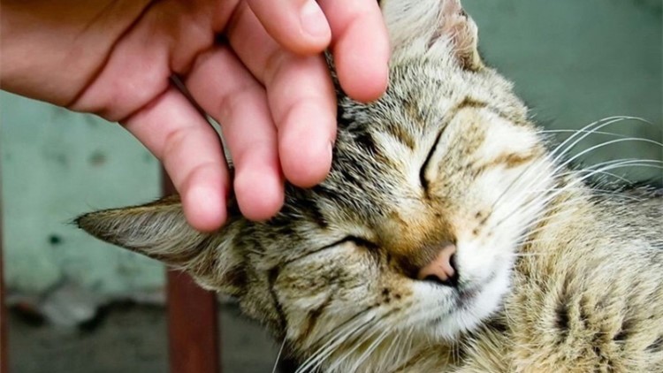 喵星人吃胖了的表现,喵星人怎么吃才会吃得少