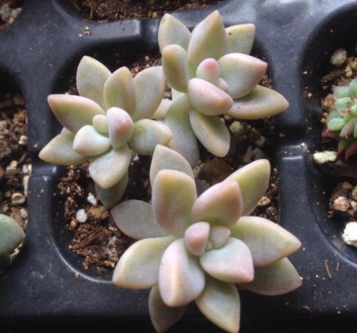 多肉叶子扦插的最佳方法,多肉叶子扦插怎么养才能长得快