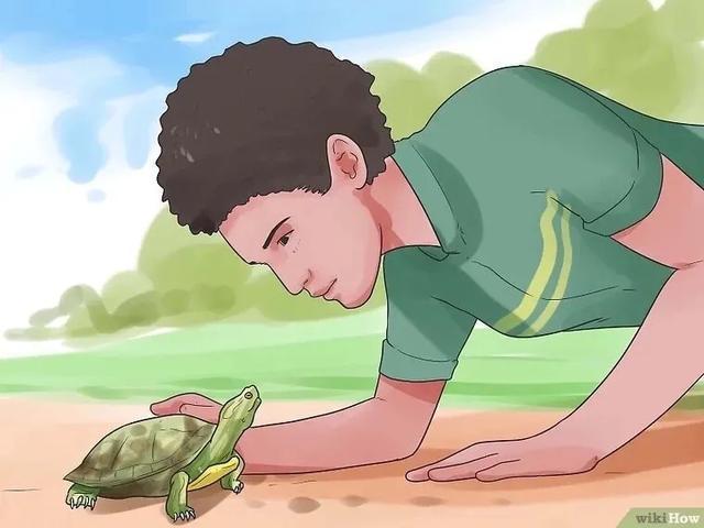 如何提高龟的互动性,养龟怎么和龟互动