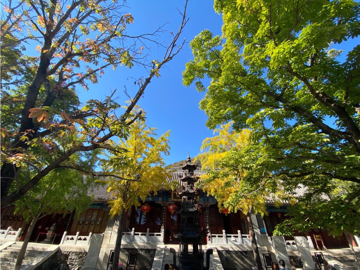 北京磨盘柿子采摘季节,磨盘柿子最佳采摘期