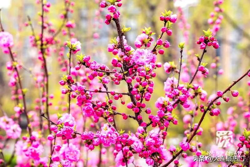 辽宁踏青赏花地点推荐,辽宁春游踏青赏杜鹃花