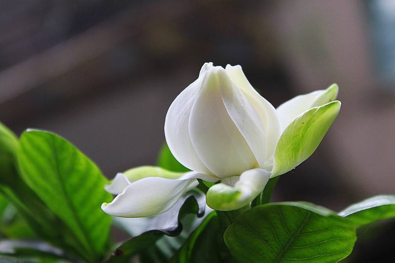 栀子花怎样养殖和养护,百度栀子花的养殖方法