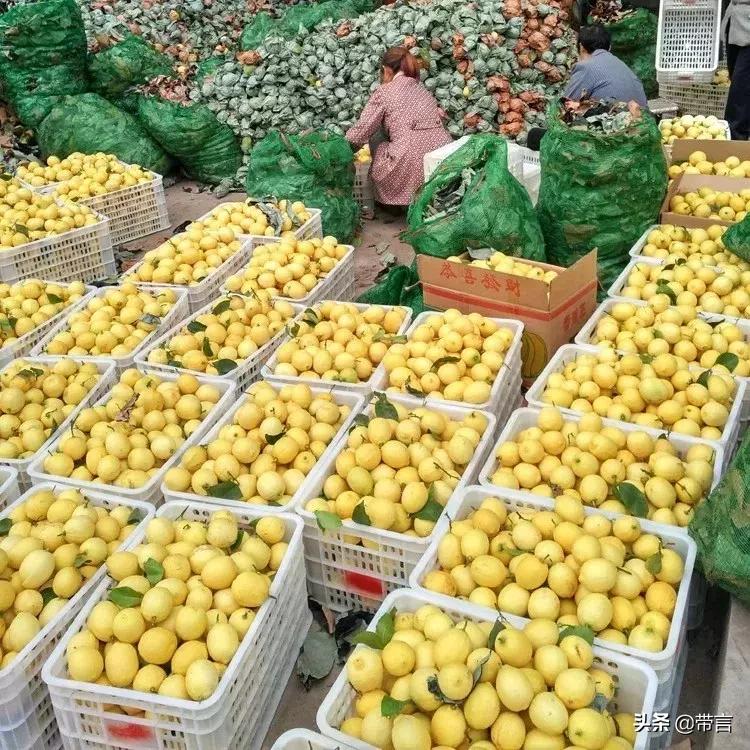 用它美白、泡水、蘸料、拌菜、防虫、擦油腻都好用啊！