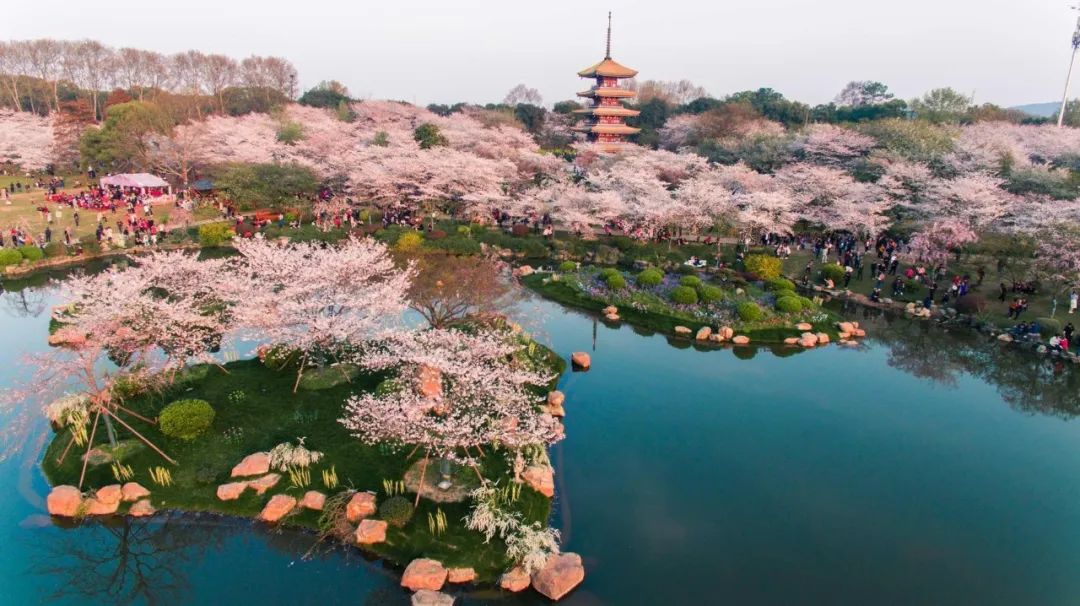 抗疫诗歌大展之十三｜在被管制的人间，梅花又悄悄开了