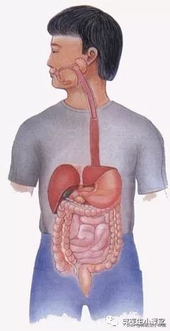 喝凉水吃雪糕对身体的害处,吃冰淇淋喝冷饮月经提前