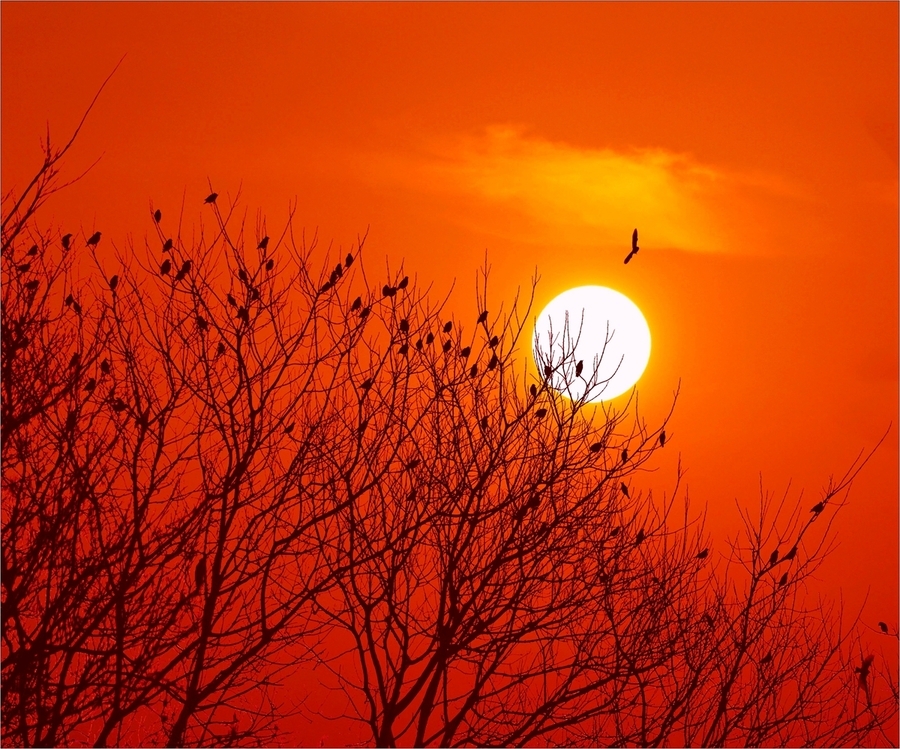 刘禹锡晚年写下一首诗,刘禹锡被贬经过金陵的时候