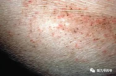 猫九爷：犬猫皮肤病的类型概述