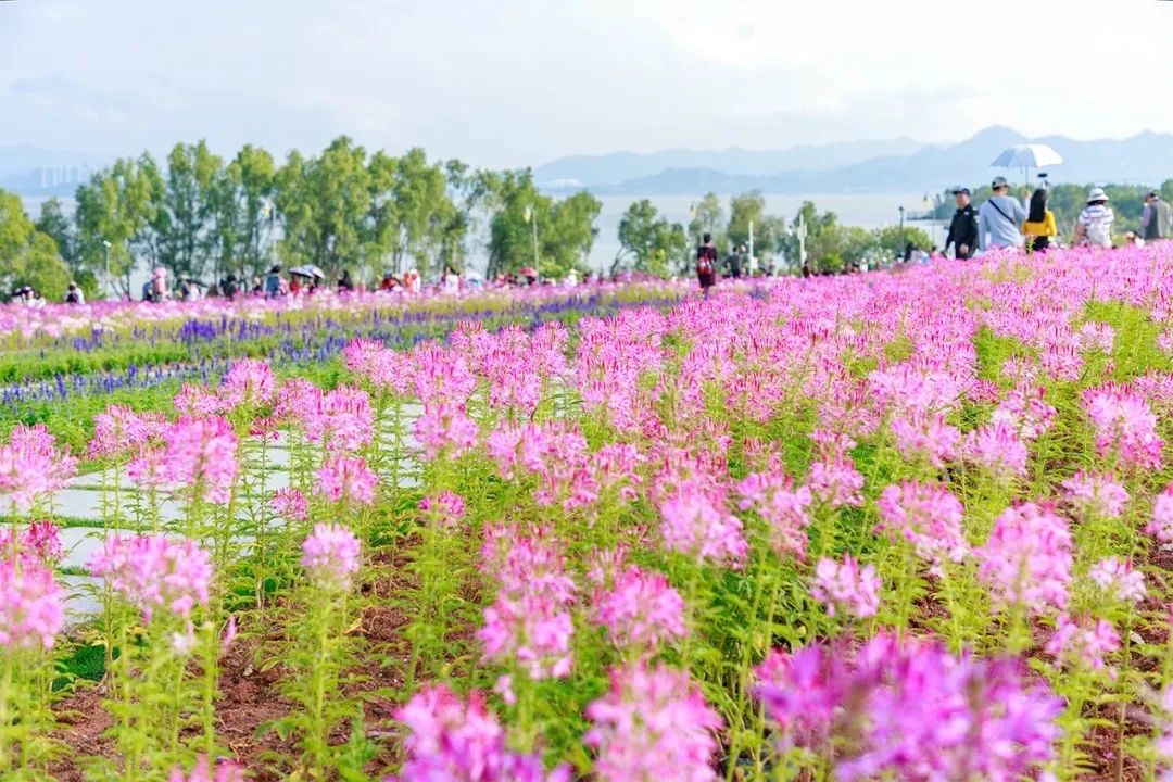 深圳周末浪漫好去处,深圳浪漫约会地点十个景点