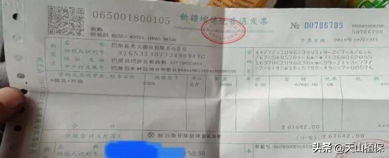 11月25日新疆籽棉收购价格,籽棉收购价格继续回落