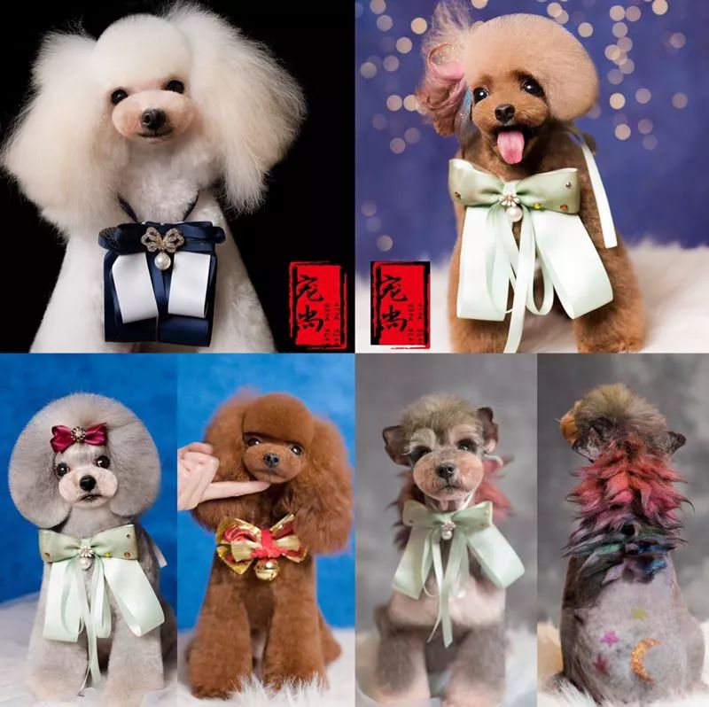 讲述宠物美容行业里拥有自己想要的人生