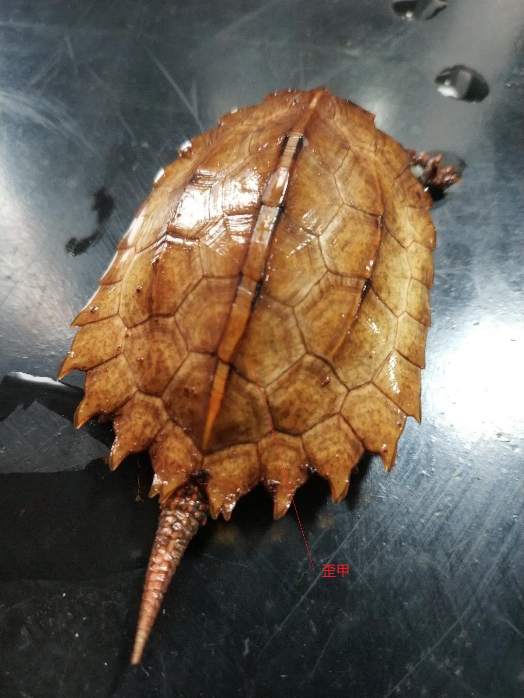 养草龟新手入门,草龟新手入门需要备点什么药