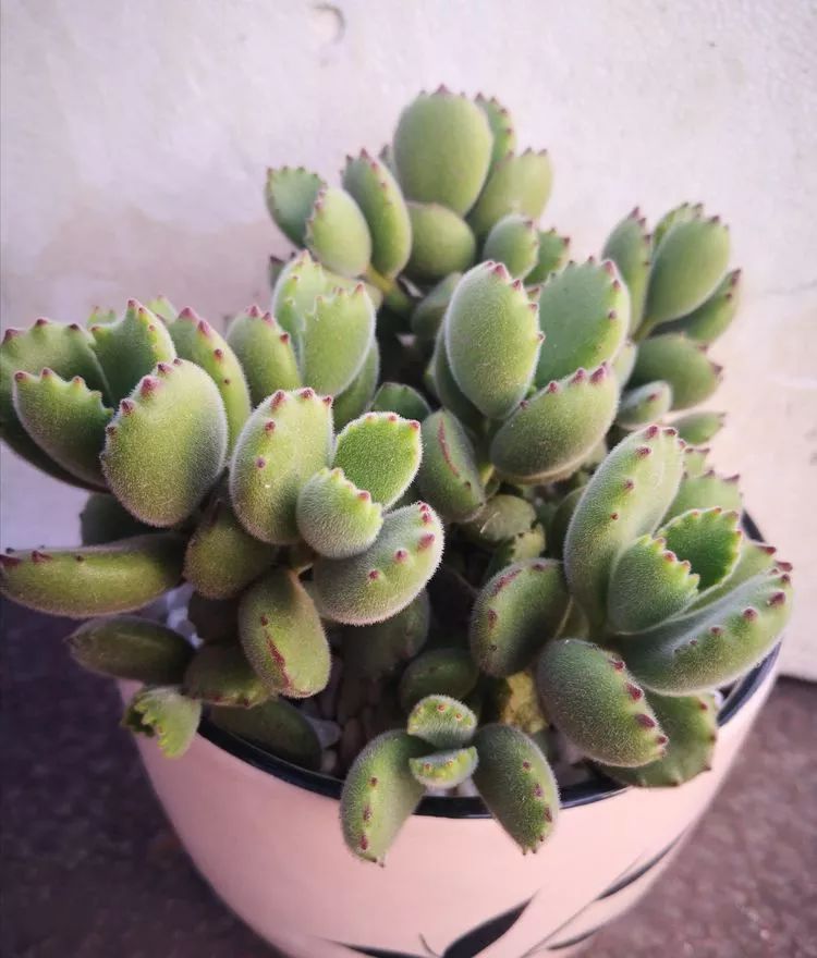 一花一世界多肉园艺,一花一世界一叶一菩提多肉植物