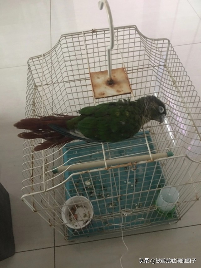 家养鹦鹉飞出去能活多久,虎皮鹦鹉刚到家活蹦乱跳