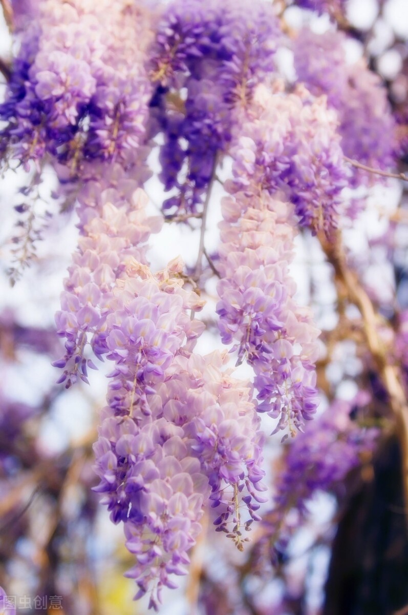 惆怅春归留不得抒发了什么感情,惆怅春归