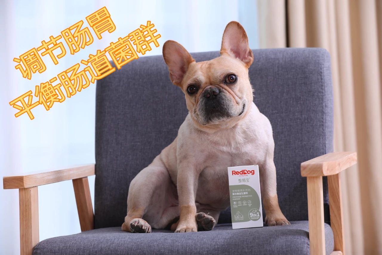 主人拉肚子了小猫咪会怎么办,猫主子拉稀