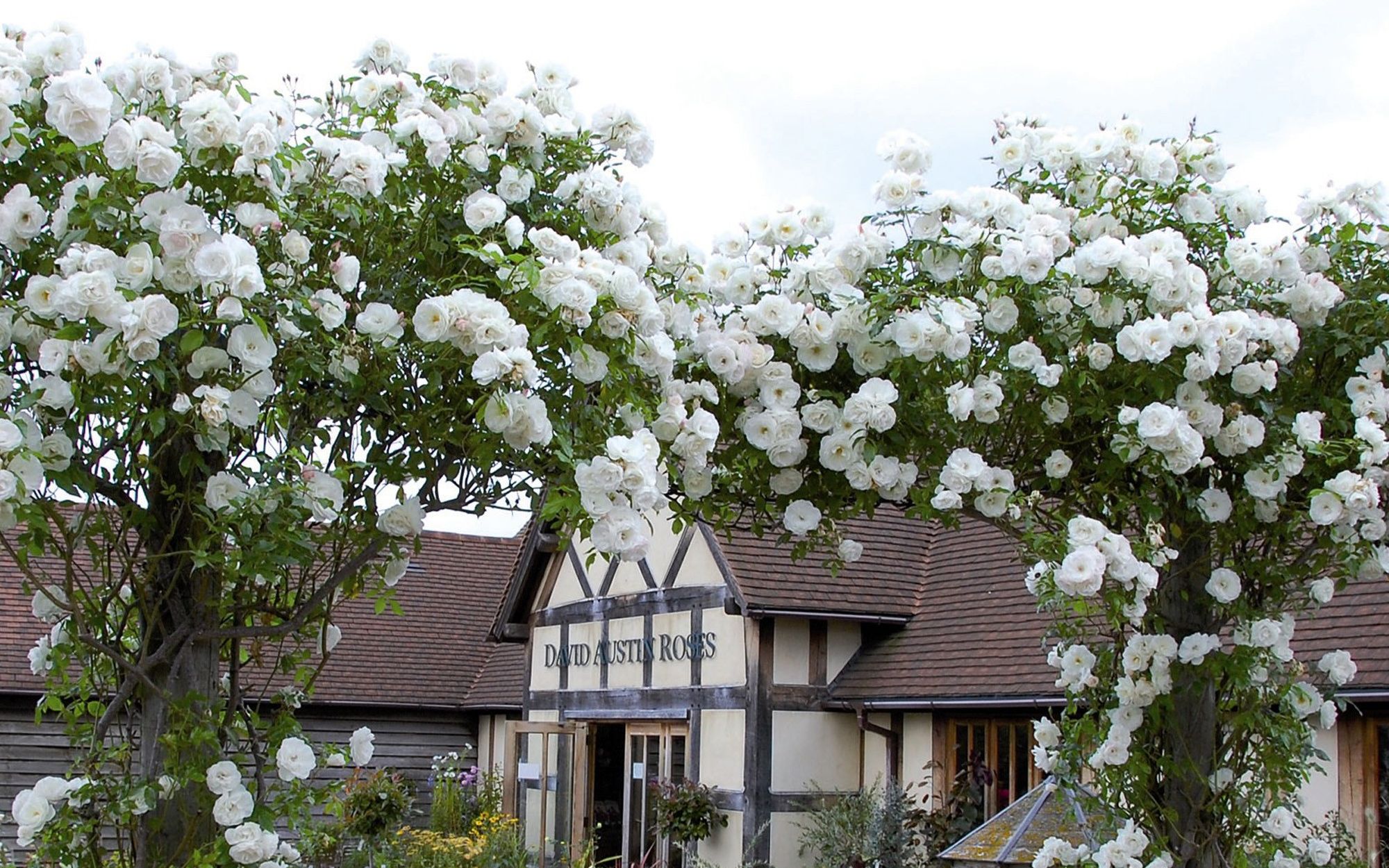 无刺四季开花藤本月季品种有哪些,耐热又耐寒的藤本月季有哪些品种