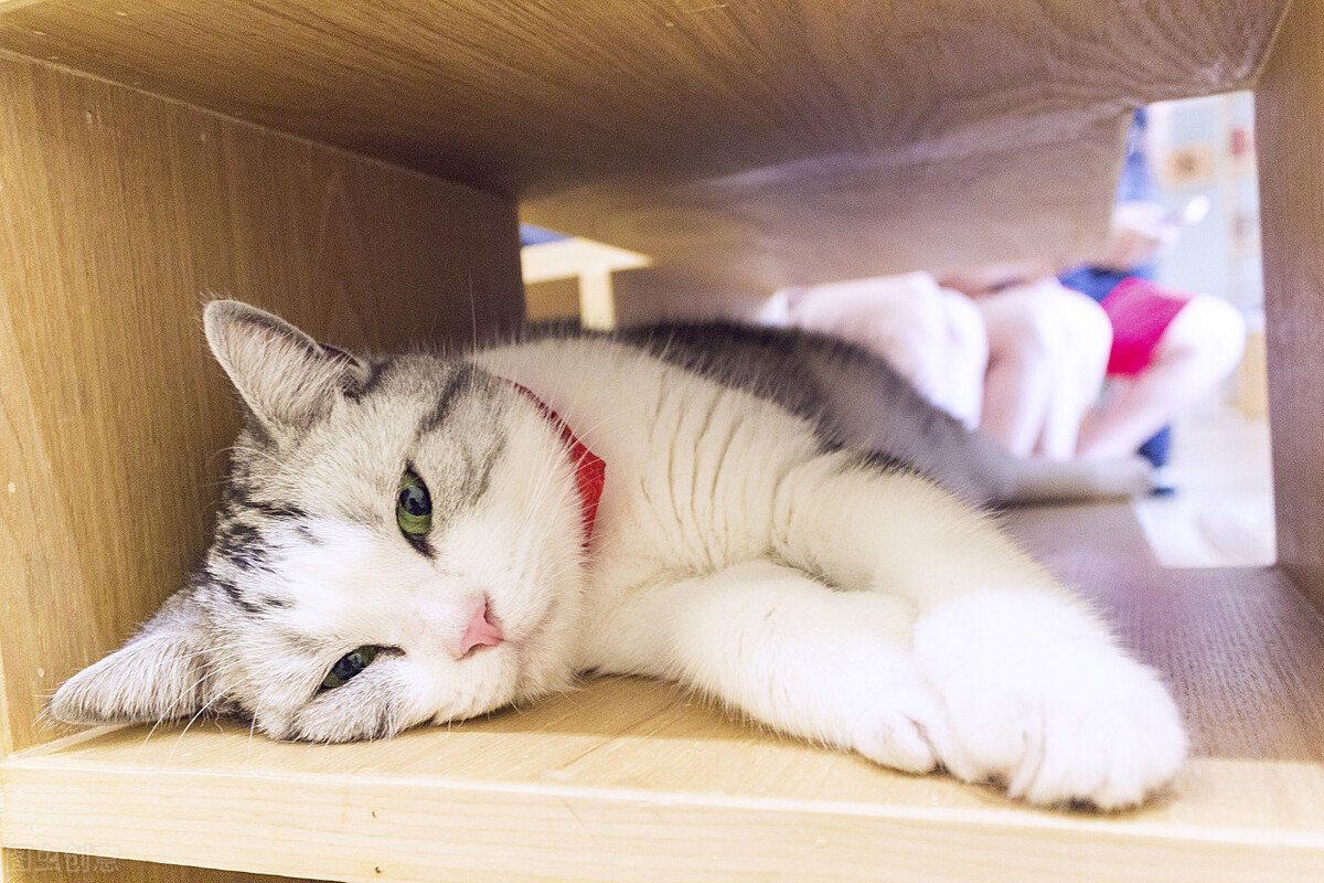 猫咪肚子上一坨赘肉但是不胖,猫咪肚子下坠一块肉是疝气