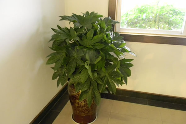 八角金盘有毒吗视频,八角金盘有毒吗可以在室内养吗