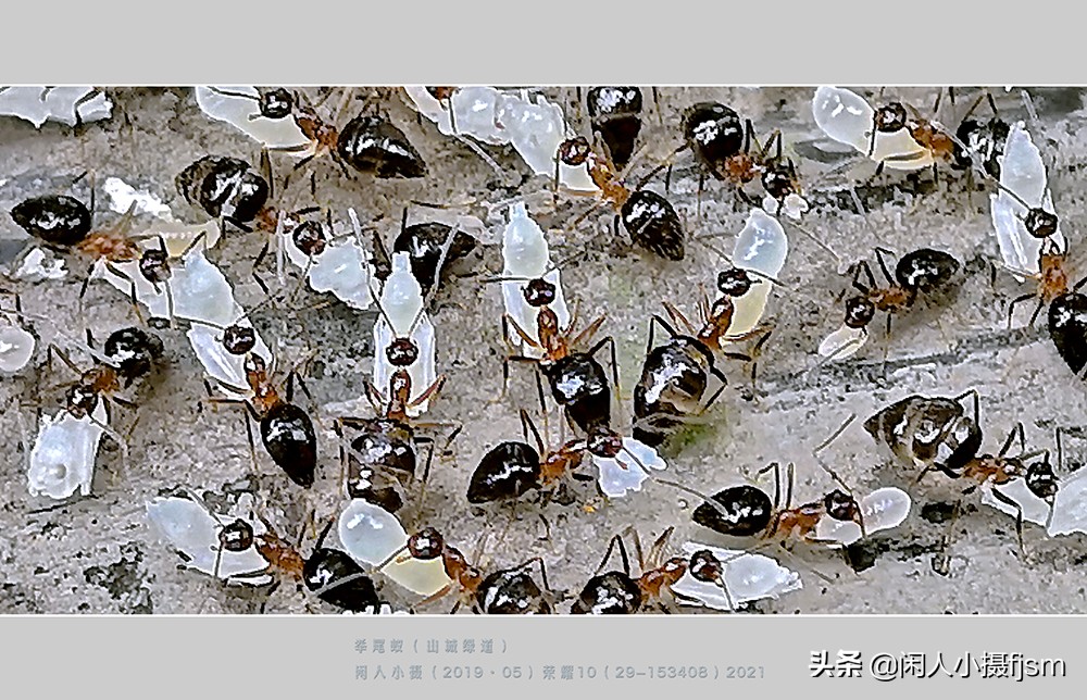 手机昆虫摄影：蚂蚁随处见，手机人人有，有想过用手机拍蚂蚁吗？