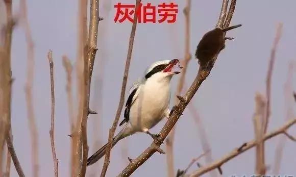 伯劳鸟饲养,没睁眼的伯劳怎样饲养