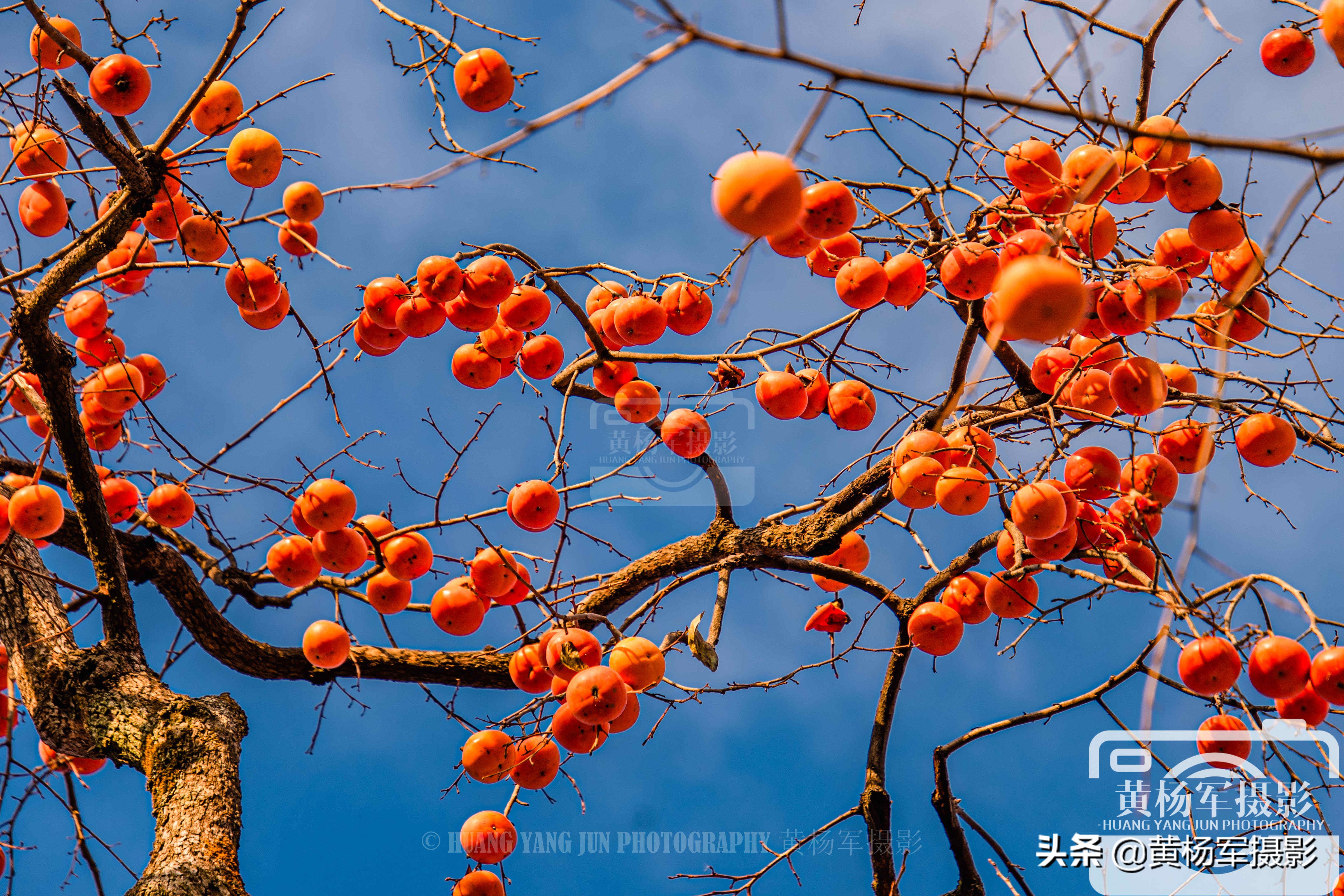家乡的柿子熟了挂满枝头惹人喜爱,山里的柿子树熟了这里真美