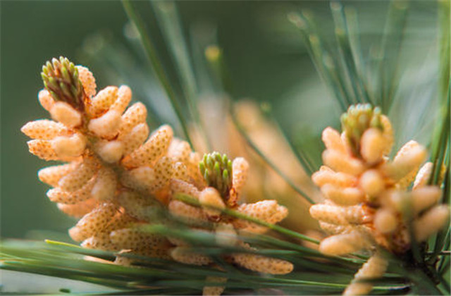 马尾松苗培育方法,马尾松培育基地