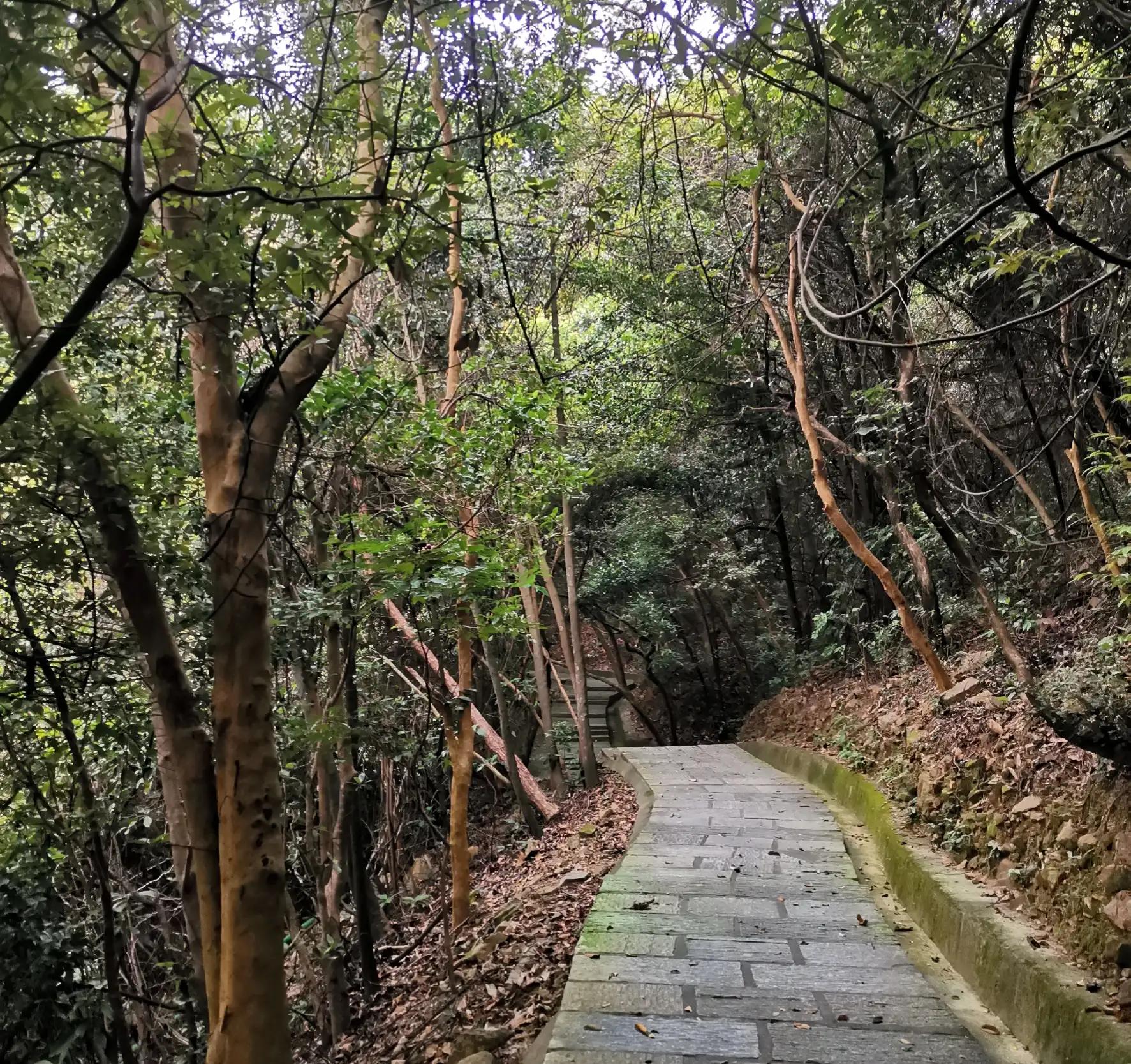 塘厦大屏嶂森林公园好不好玩,塘厦森林公园有哪些地方