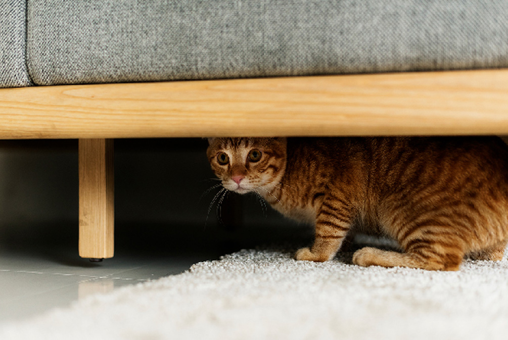 猫害怕陌生人躲起来,怎么让家猫对陌生人有警惕性