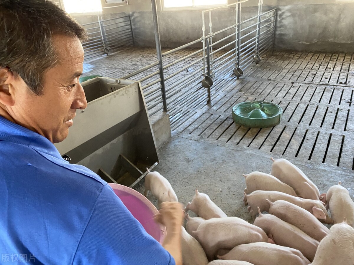 大猪体温偏高打什么退烧针好,防止猪发烧的最有效方法