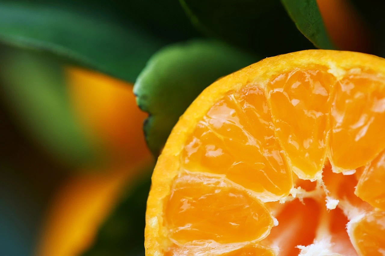 蜜桔滞销最新情况,南丰蜜桔滞销现状