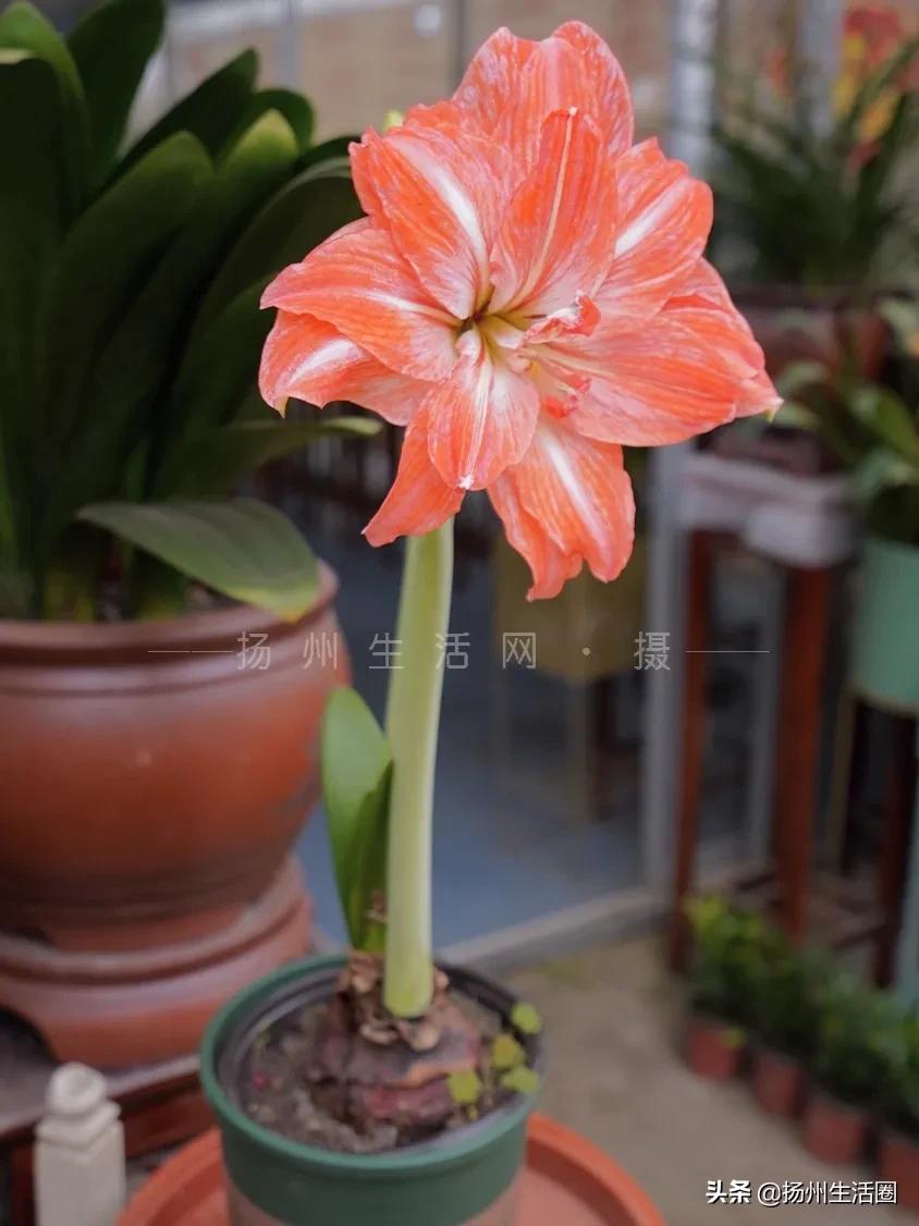 2元花盆批发,2元左右的花盆